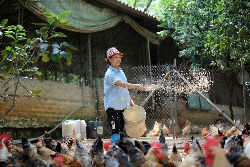 Bí quyết trộn thức ăn cho gà của chị Thoan như sau: Cho các nguyên liệu vào trộn sơ qua, sau đó cho nước men vào trộn đều cho đến khi bột tơi và ẩm. Bốc vào thùng hoặc bao tải có lót nilon, để hở miệng sau 5 - 6 giờ, sau đó đậy kín nắp. Không nên nén chặt hỗn hợp vào thùng bởi trong quá trình ủ men, các loại cám sẽ nở ra. Bí quyết trộn thức ăn cho gà của chị Thoan như sau: Cho các nguyên liệu vào trộn sơ qua, sau đó cho nước men vào trộn đều cho đến khi bột tơi và ẩm. Bốc vào thùng hoặc bao tải có lót nilon, để hở miệng sau 5 - 6 giờ, sau đó đậy kín nắp. Không nên nén chặt hỗn hợp vào thùng bởi trong quá trình ủ men, các loại cám sẽ nở ra.