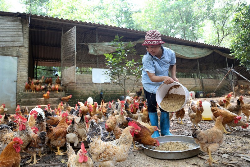 Gà được cho ăn bằng thức ăn tự nhiên có các loại thảo dược, chỉ cần tiêm một số loại vacxin phòng dịch cơ bản vẫn đảm bảo khỏe mạnh. Cùng với đó, gà được nuôi theo hình thức chăn thả tự nhiên nên thịt gà thơm ngon, rắn chắc. Gà được cho ăn bằng thức ăn tự nhiên có các loại thảo dược, chỉ cần tiêm một số loại vacxin phòng dịch cơ bản vẫn đảm bảo khỏe mạnh. Cùng với đó, gà được nuôi theo hình thức chăn thả tự nhiên nên thịt gà thơm ngon, rắn chắc.