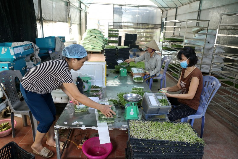  Hai dòng sản phẩm chính là rau mầm và rau baby. Rau mầm được trồng từ các loại hạt: Cải, muống, hành tây, đỗ xanh, đỗ đỏ…, sau 4 - 10 ngày trồng sẽ thu hoạch. Còn rau baby là các loại rau ăn lá phát triển đạt khoảng 40 - 50% khả năng sinh trưởng của rau thông thường. Các loại rau được thu hoạch sớm nên nhiều dinh dưỡng, gần như không có xơ, bã, chỉ cần rửa sạch là chế biến ngay được món ăn.