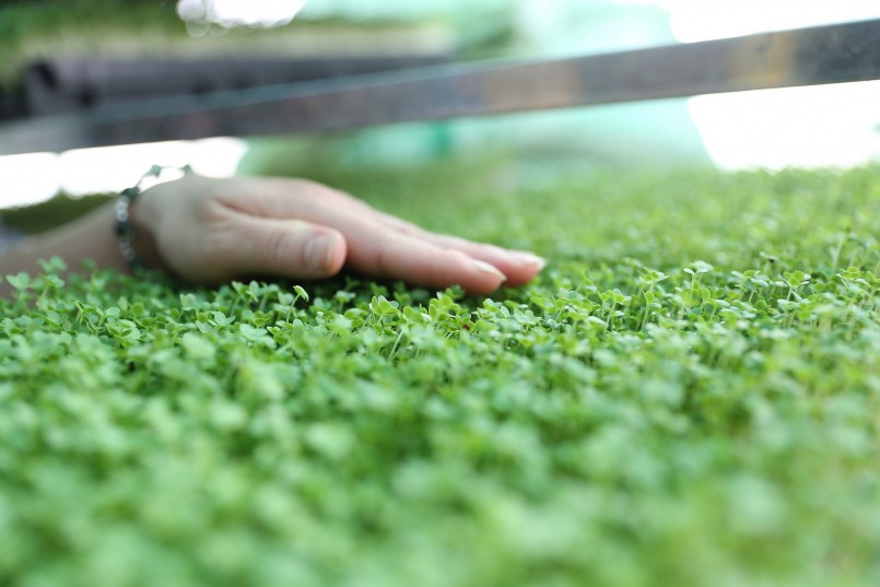 Theo chị Hà, so với các loại rau khác thì rau mầm có nhiều ưu điểm như giá trị dinh dưỡng cao hơn, thời gian sinh trưởng ngắn, mùa hè từ lúc gieo đến lúc thu hoạch mất 5 đến 6 ngày mùa đông thời gian sẽ kéo dài thêm 2 đến 3 ngày.