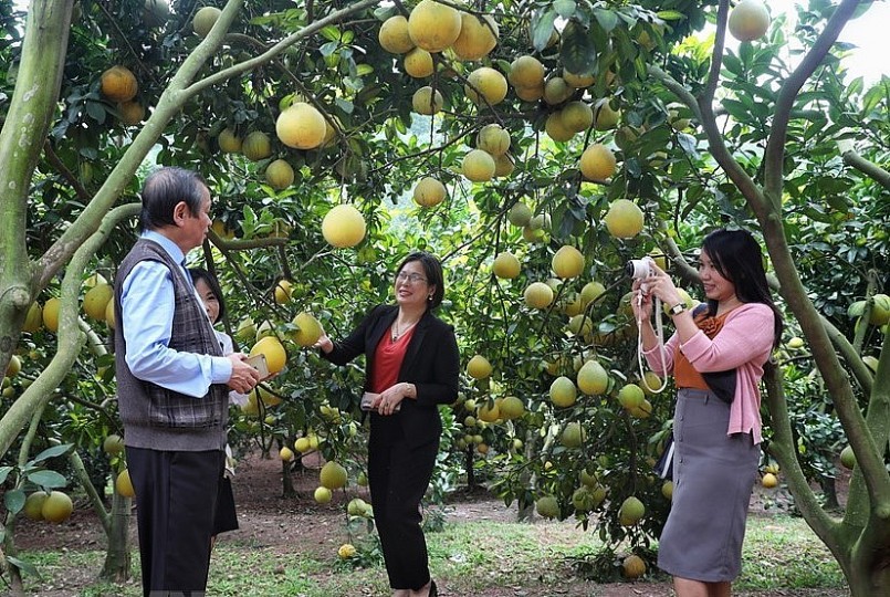 Vụ cam, bưởi năm nay, huyện Lục Ngạn (Bắc Giang) phấn đấu đón từ 100.000 – 120.000 khách du lịch. 