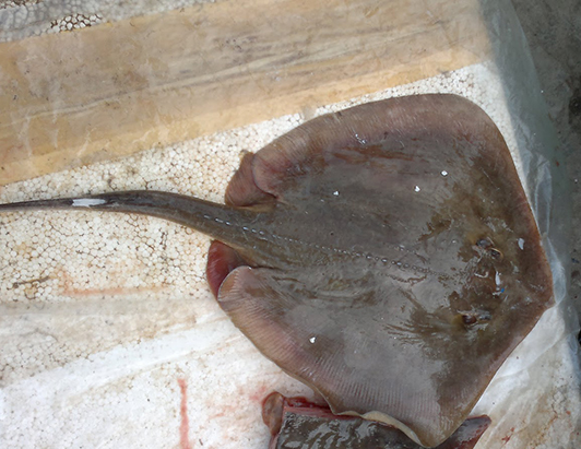 Loại hạt rụng đầy rừng không ai nhặt, giờ là đặc sản bổ dưỡng có giá 400.000 đồng/kg