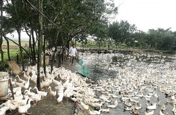 Lão nông biến ruộng trũng thành ao cá và nuôi vịt thu 1,5 tỷ đồng/năm