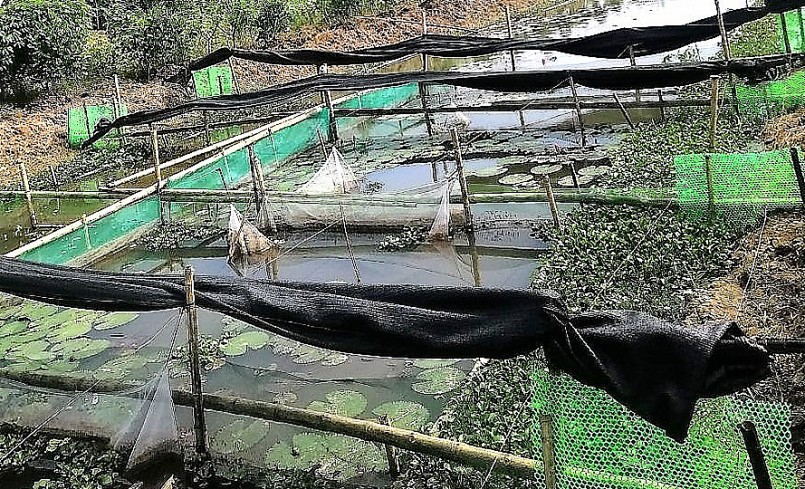 Nuôi ốc nhồi thương phẩm là hướng phát triển kinh tế đem lại hiệu quả kinh tế cao. 