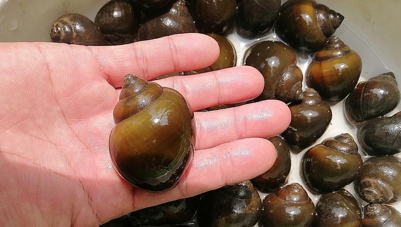 Ốc nhồi không hề dễ nuôi, nhưng cũng không phải quá khó để cho thu nhập tốt. 