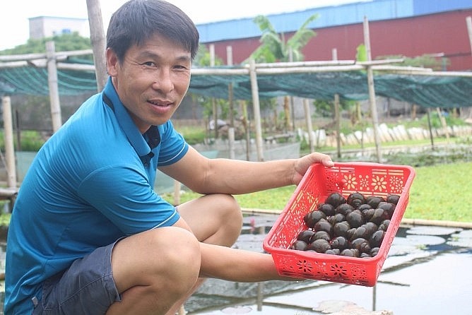 Ốc nhồi (còn gọi ốc bươu đen) được coi là dễ nuôi chi phí thấp.