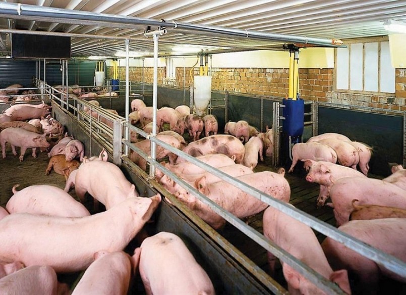 Giá heo hơi hôm nay (02/12) quay đầu giảm từ 1.000 đồng/kg ở một số địa phương. 