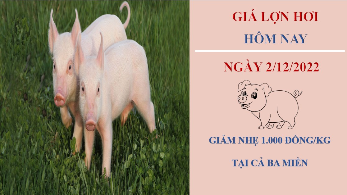 Giá heo hơi hôm nay 2/12/2022: Giảm nhẹ 1.000 đồng/kg ở cả ba miền
