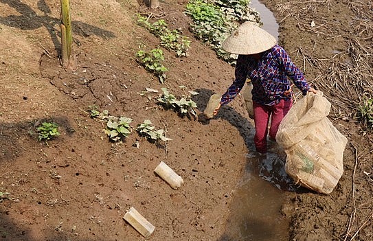Đến mùa thu hoạch, chỉ cần đặt bẫy bằng chai nhựa cho cáy tự bò vào.