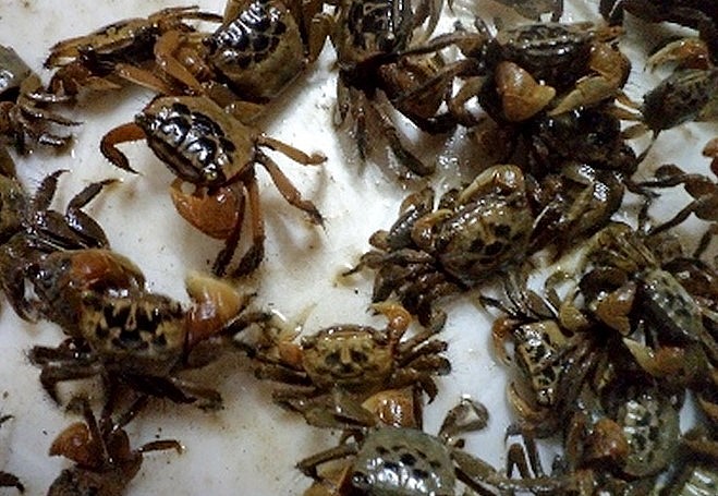 Nuôi con cáy đặc sản đã đem lại lợi nhuận cao cho nhiều hộ dân ở Hải Dương.