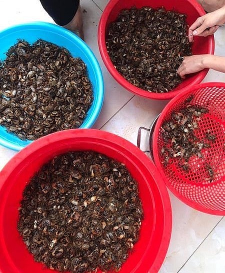 Cáy được chế biến thành nhiều món ăn trong đó nổi tiếng là mắm cáy ở Hải Dương.