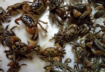 Nuôi con cáy đặc sản không cần cho ăn, tự sinh sôi, thu bộn tiền vì giá đắt đỏ