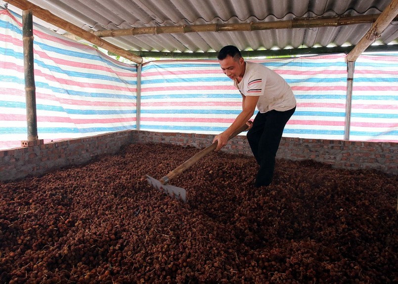 Người dân Phìn Ngan (huyện Bát Xát, tỉnh Lào Cai) thu mua sa nhân tím tươi rồi sấy khô chờ xuất khẩu.