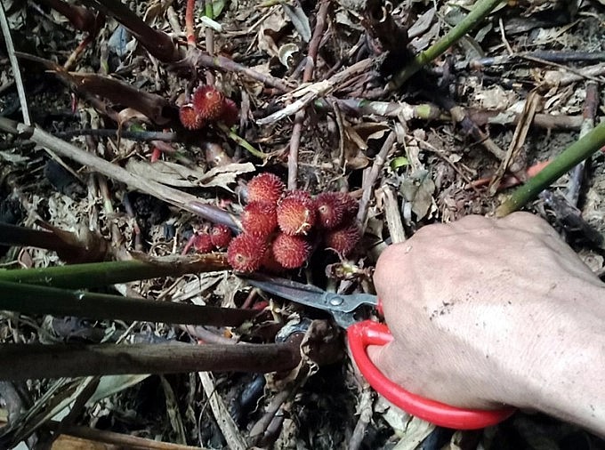 Thu hoạch sa nhân tím ở Lào Cai.