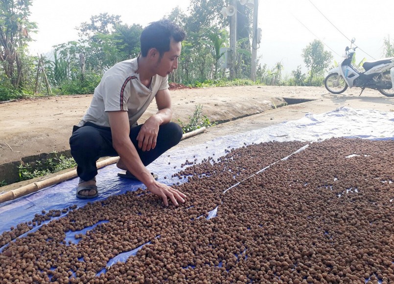 Người dân xã Phìn Ngan phơi quả sa nhân.