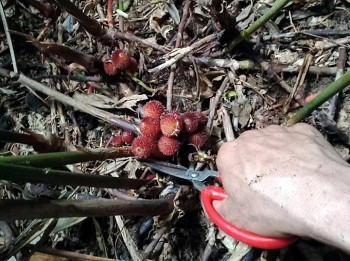 Từng là cây làm giàu cho thu nhập nửa tỷ mỗi năm, 'thủ phủ' cây sa nhân giờ hiu hắt