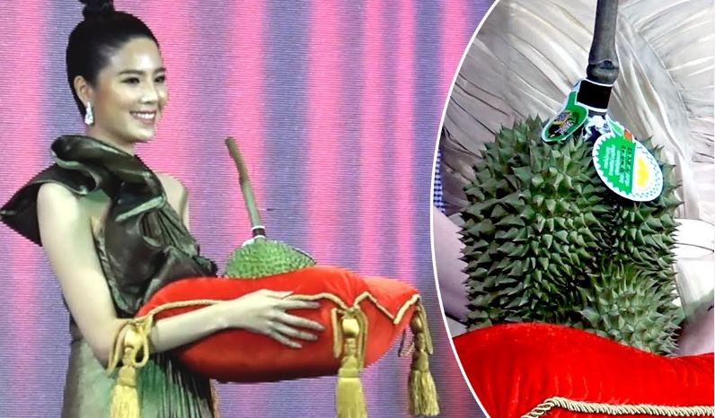 Kỳ lạ giống sầu riêng đắt nhất thế giới Kanyao được lấy hạt từ cây mọc trong rừng