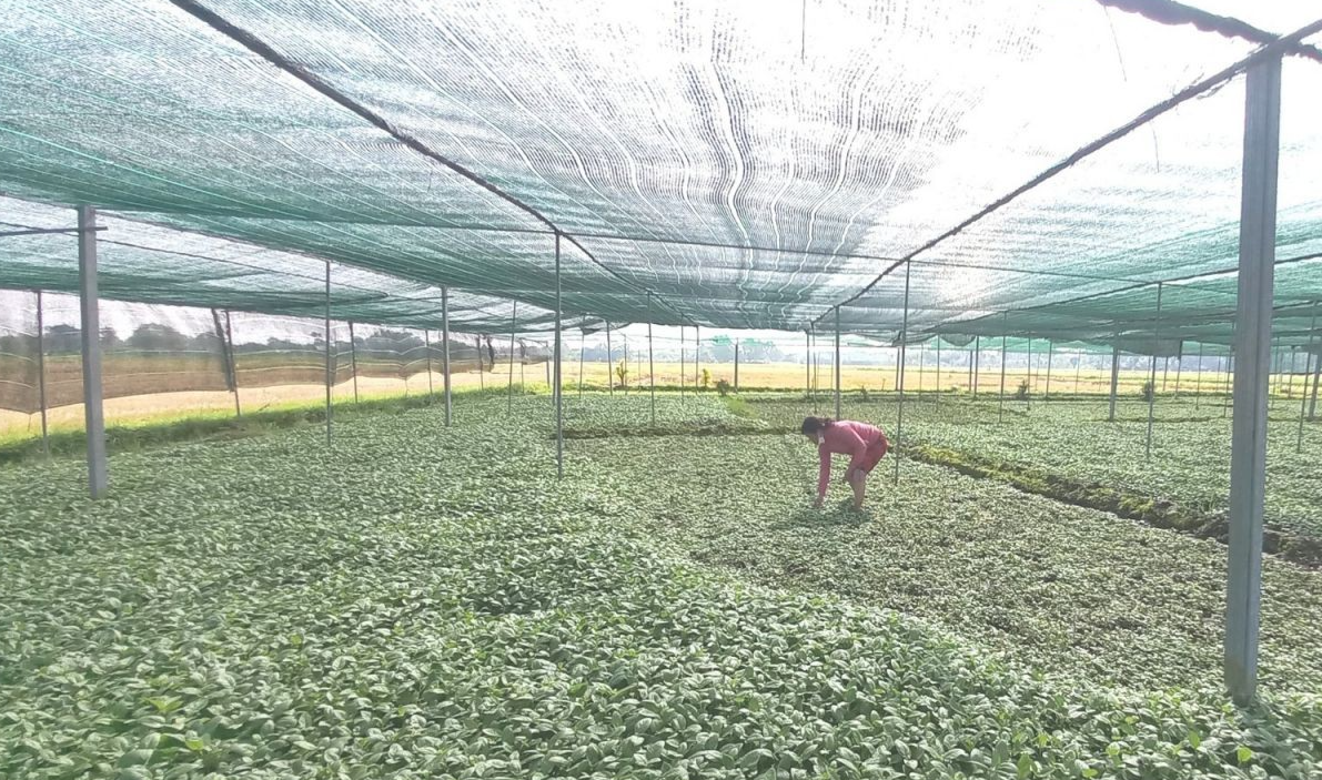 Trồng rau quế vị giúp gia đình chị Trương Ngọc Loan (ấp Bình Thượng 2, Thái Mỹ, Củ Chi, TP.HCM) đổi đời