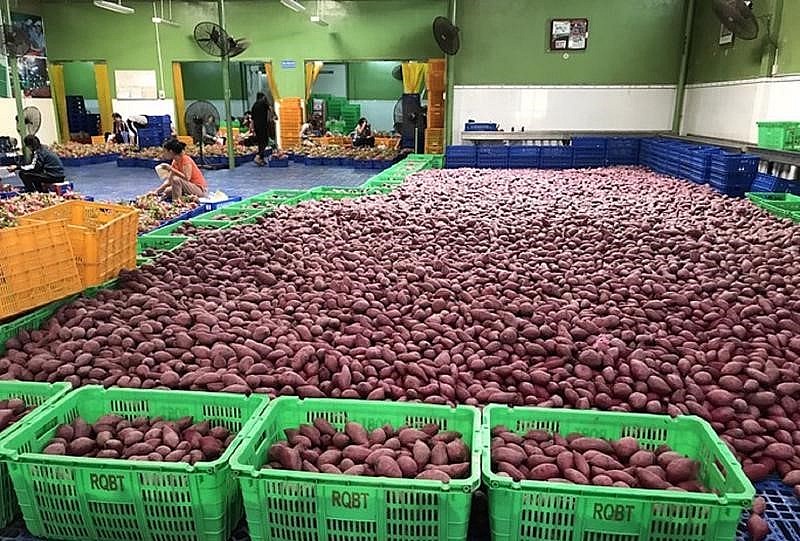 Khoai lang được doanh nghiệp sơ chế trước khi xuất khẩu.