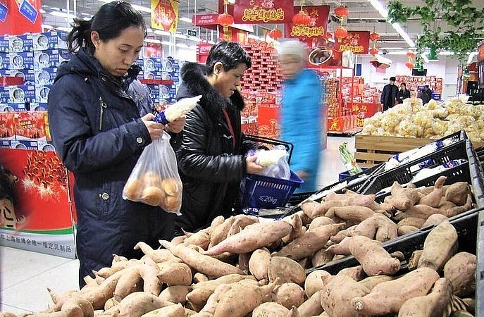 Khoai lang mong chờ xuất khẩu chính ngạch sang Trung Quốc.