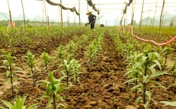 Mưa lớn xóa sổ vùng trồng hoa, người trồng hoa ở Nghệ An lo trắng tay vụ Tết