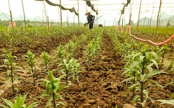 Mưa lớn xóa sổ vùng trồng hoa, người trồng hoa ở Nghệ An lo trắng tay vụ Tết