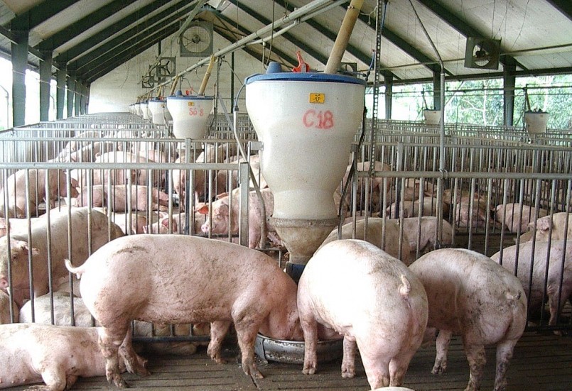 khuyên bà con nên cho xuất chuồng vì neo lại sẽ chịu thiệt hại kép (tốn thêm chi phí duy trì đàn). 