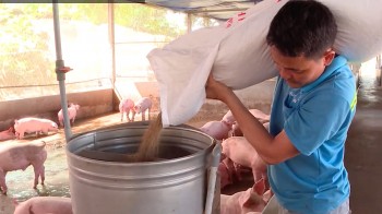 Lo ngại sụp đổ vì nuôi heo thua lỗ, heo nhập vẫn ồ ạt, giải pháp nào cứu người nuôi heo?