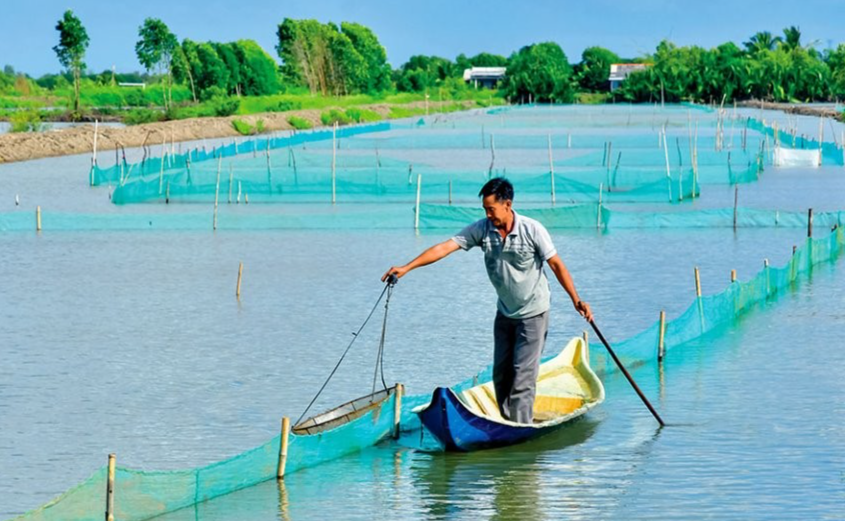 Sò huyết giống khi mua về cần được thả nuôi trong mùng lưới Sò huyết giống khi mua về cần được thả nuôi trong mùng lưới