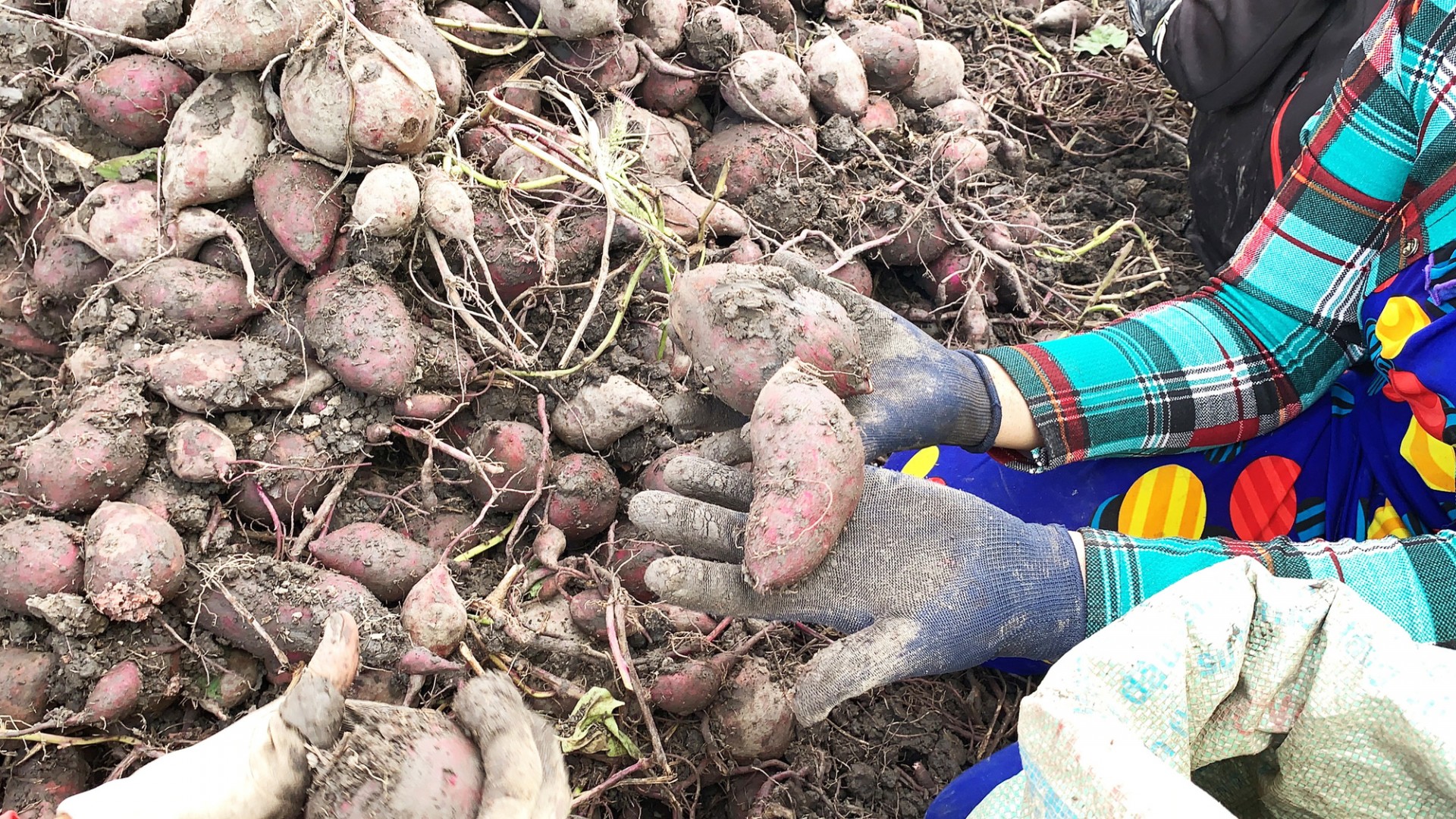 Lãnh đạo huyện Bình Tân, tỉnh Vĩnh Long cho biết, khoai lang tím Nhật xuất khẩu chỉ ngon và chất lượng khi trồng ở địa phương