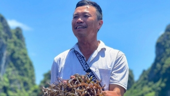 Xưa chỉ ăn chơi, giờ quý như 'yến sào đại dương' cứ vớt lên bán nửa triệu/kg