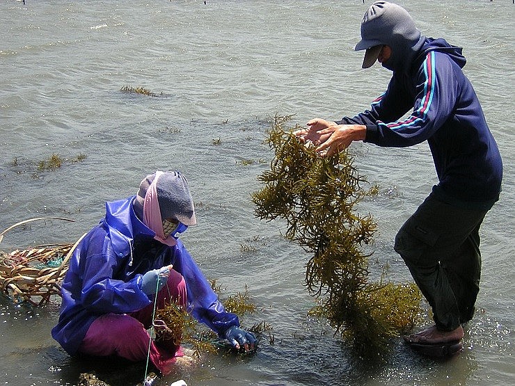 Người dân thường làm rong sụn khô muối hoặc rong sụn khô sạch để bảo quản được lâu hơn.