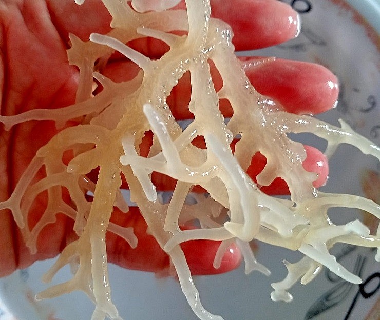 Giá của rong sụn tươi từ 40-50 nghìn đồng/kg.