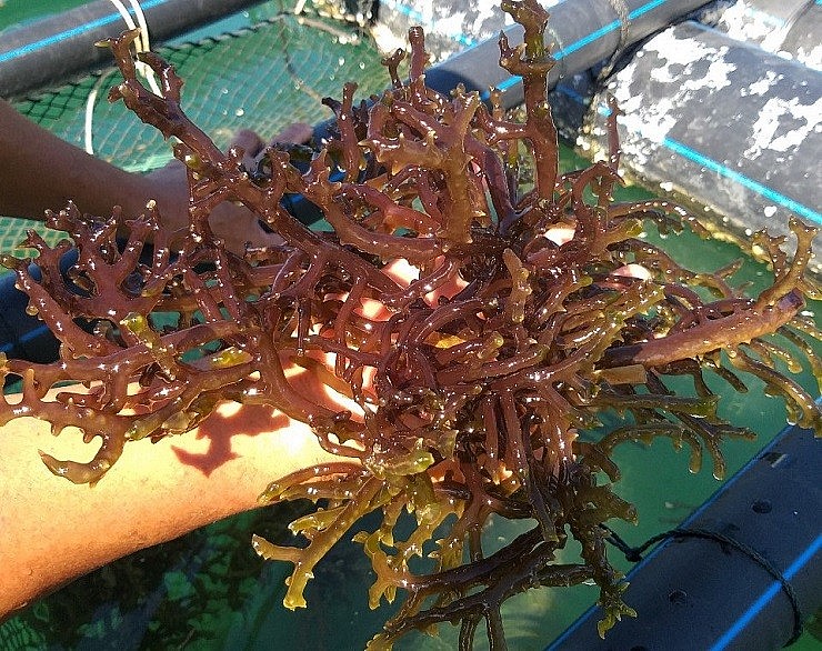 Theo nghiên cứu của các nhà khoa học, rong sụn thuộc ngành tảo đỏ, có nhiều dưỡng chất, hàm lượng dinh dưỡng cao và rất nhiều vitamin.