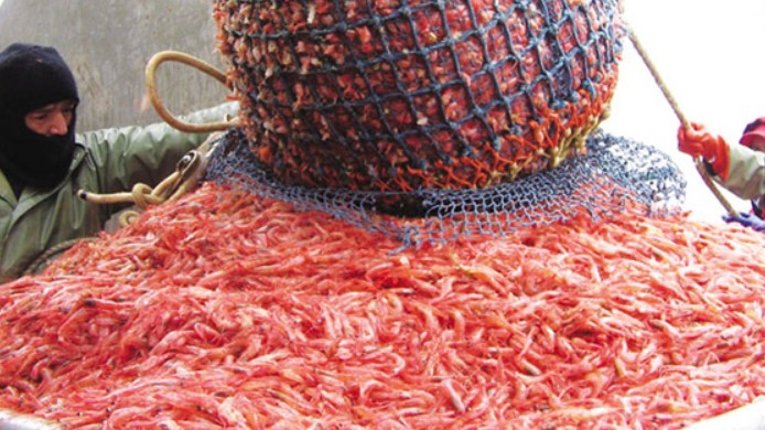 Sản lượng tôm nước lạnh thế giới dự kiến giảm