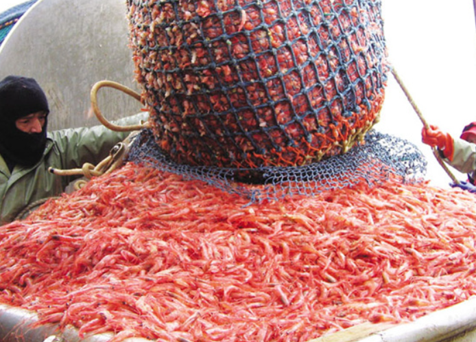 Sản lượng tôm nước lạnh thế giới dự kiến giảm Sản lượng tôm nước lạnh thế giới dự kiến giảm