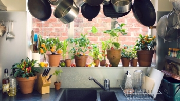 5 cây thảo mộc trồng trong bếp vừa tiện lợi, vừa tăng cường sức khoẻ