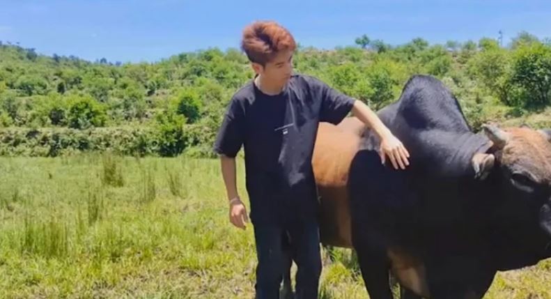 Anh chàng về quê chăn bò rồi nuôi chúng để bán lấy tiền Anh chàng về quê chăn bò rồi nuôi chúng để bán lấy tiền