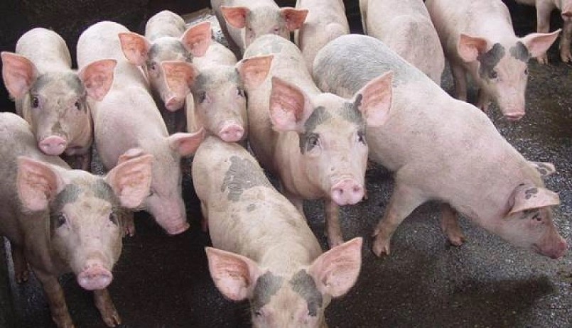 Giá heo hơi hôm nay (03/12) tiếp đà giảm, có nơi chạm ngưỡng 50.000 đồng/kg. 