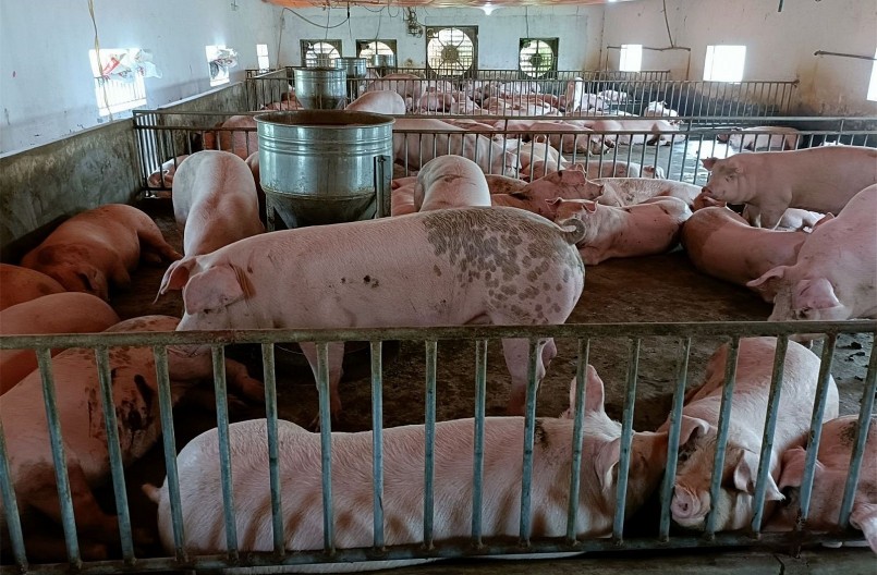 Hiện người nuôi heo đang lỗ nặng, các chuyên gia cảnh báo nếu không có giải pháp hiệu quả sẽ dẫn tới nguy cơ đổ vỡ ngành chăn nuôi.