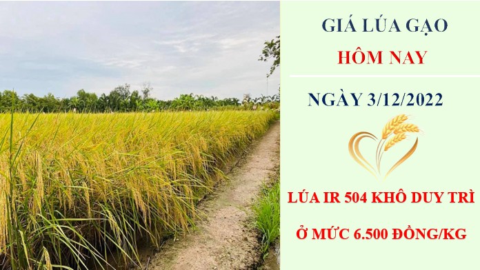 Giá lúa gạo hôm nay 3/12/2022: Giá gạo sẽ tiếp tục giữ ở mức cao