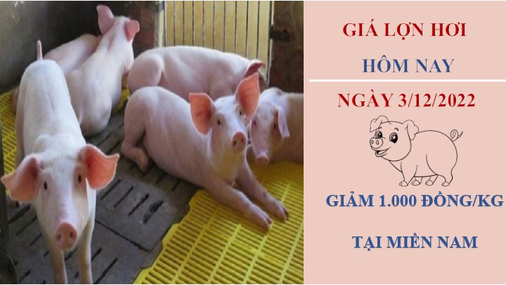 Giá heo hơi hôm nay 3/12/2022: Trái chiều tại ba miền