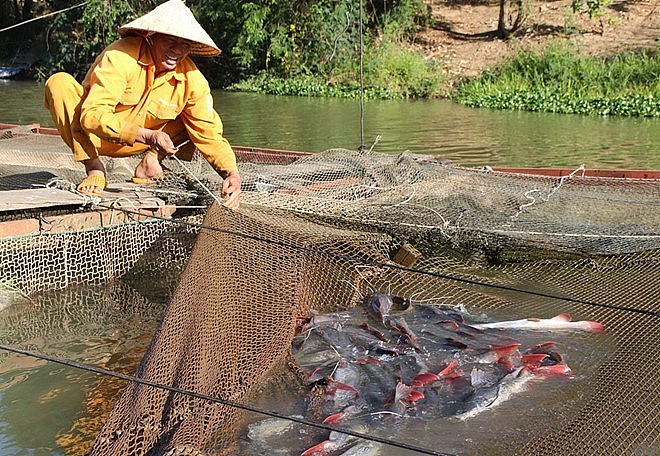 Những chú cá lăng khá to quẫy tung lưới.