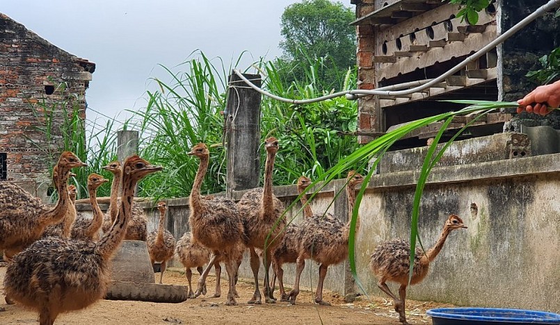đà điểu có sức đề kháng rất tốt nhưng chúng rất dễ bị kích động trước màu sắc sặc sỡ. 