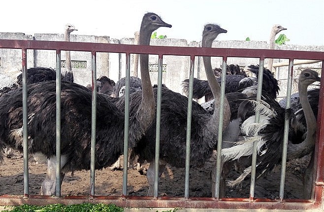 Trang trại đà điểu Thủy Ngọ có quy mô lớn tại tỉnh Thanh Hóa.