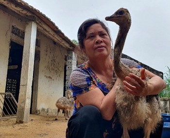 Làm liều nuôi loài chim khổng lồ lập nên trang trại lớn nhất xứ Thanh thu nửa tỷ/năm