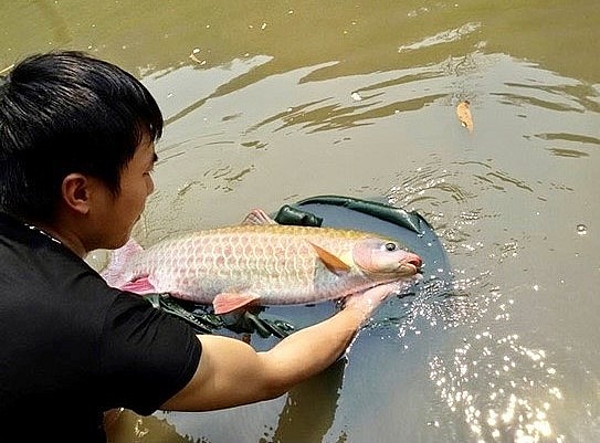 Hiện nay cá bỗng được nuôi theo quy mô hàng hóa để đáp ứng nhu cầu thị trường.