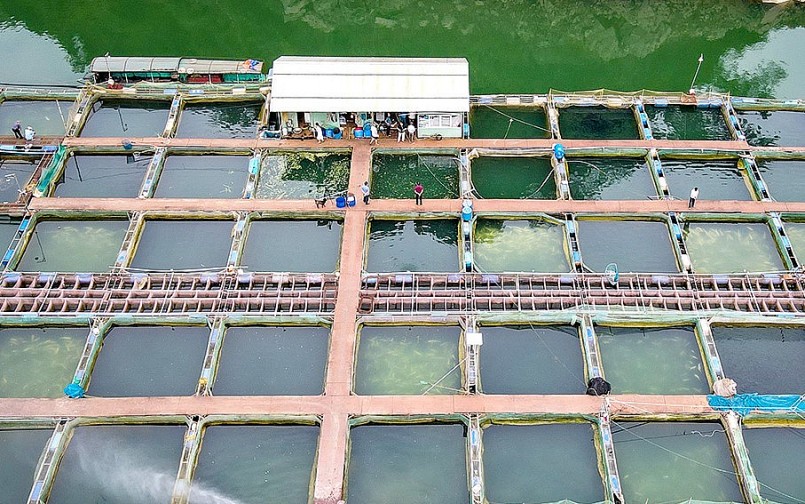 Nghề nuôi cá lồng đặc sản đang phát triển mạnh ở Tuyên Quang.