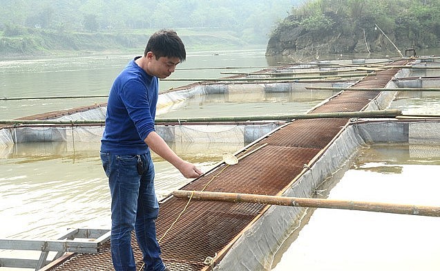 trại cá lồng trên Sông Lô của anh Nam trở thành địa chỉ cho các nhà hàng nổi tiếng tới đặt hàng cá đặc sản.