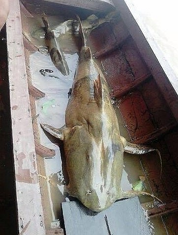 Cá chiên là một trong những loài cá đặc sản xưa kia dùng để tiến vua.